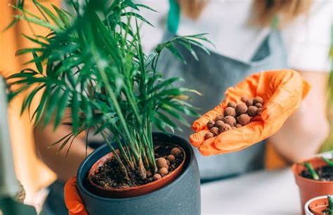 The Ultimate Guide To Caring For Indoor Plants Bandm Stores