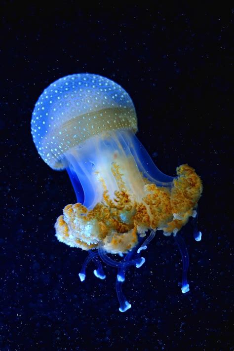 Jellyfish Deep Sea Creatures Ocean Creatures Ocean Animals