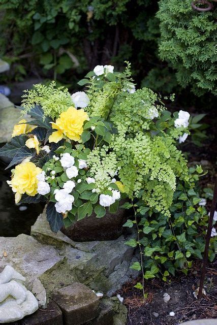 Pinterest Container Gardening For Shade Shade Container