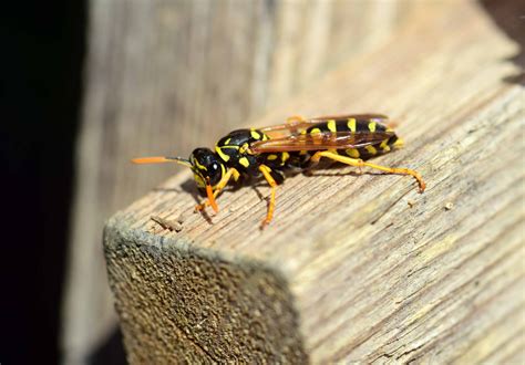 Free Picture Nature Wildlife Macro Animal Insect Wasp Arthropod