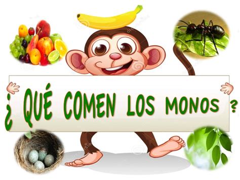 Educación Infantil 3 Años Ntra Sra Del Rosario ¿quÉ Comen Los Monos