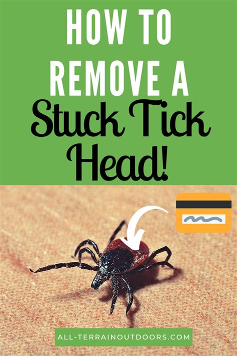 How Do You Remove An Embedded Tick From A Dog