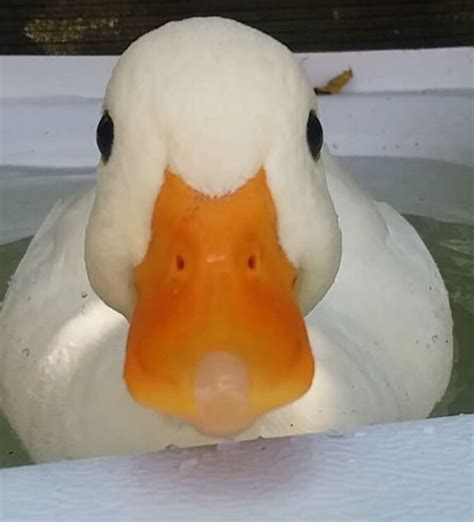 Worlds Cutest Duck