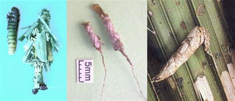 Behaviour of the oil palm. Up, Close & Personal - bags of destruction