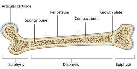 Instead, they secure the epiphyseal plate to the osseous tissue of the epiphysis. Bone Anatomy Labeled Diagram Stock Vector - Illustration ...