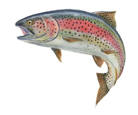 Another Beautiful Rainbow Trout Rainbow Trout Picture Rainbow Trout