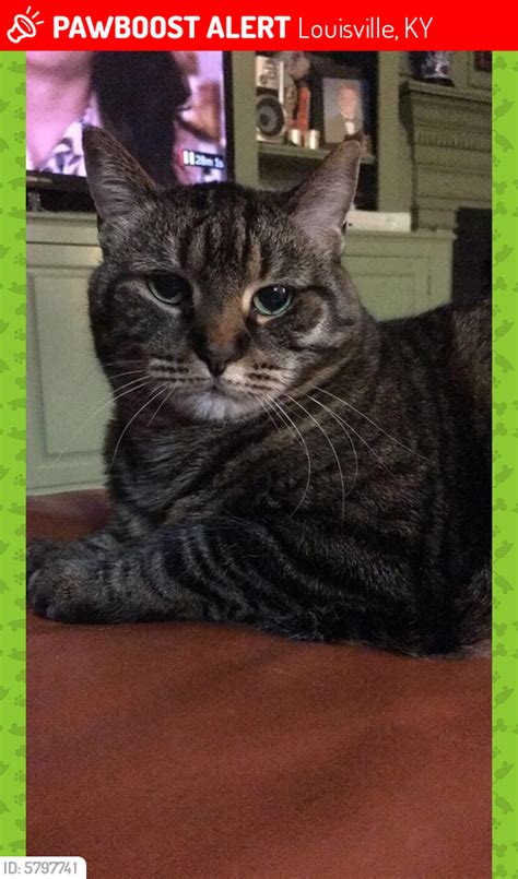 lost female cat in louisville ky 40241 named skittles id 5797741 pawboost