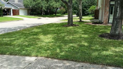 As you can see below, your zoysia sod cost will largely depend on the quality sod you purchase. 2021 St Augustine Sod Prices | St Augustine Pallet Of Sod Cost
