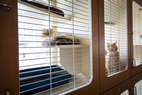 Please enter an address, city and/or zip code. St. Louis Cat Boarding | Cat Hotel | Near Me ...
