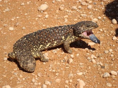 Shingleback Skink Facts And Pictures