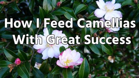 How I Feed Camellias With Great Success Youtube