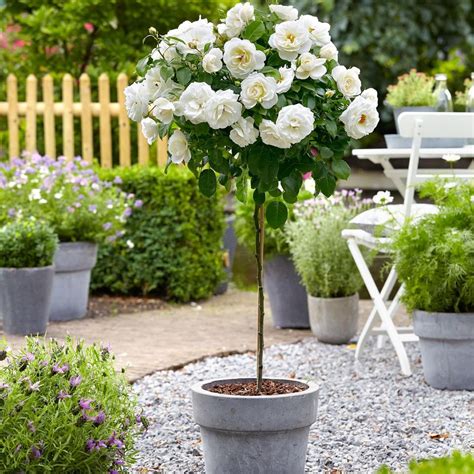 Buy Standard Rose Rosa Kristall White Garden Care