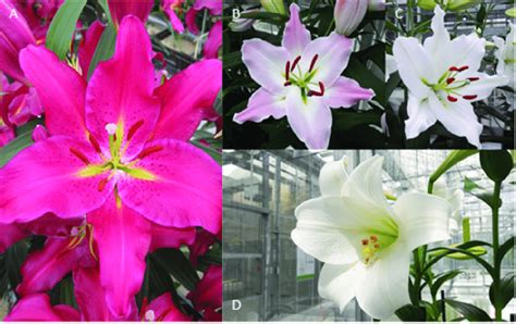 The Four Lilium Cultivars Used In This Study Were The Oriental Hybrid