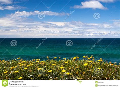Tropical Flowers Overlooking The Ocean Stock Image Image Of Image Blue 40335831