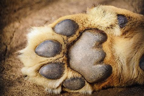 Lion Paw Pictures Images And Stock Photos Istock