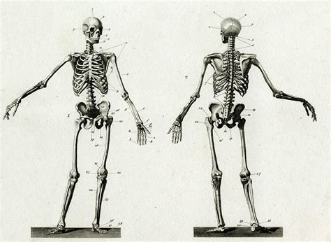 Diagram Of The Human Skeleton Drawing By Mary Evans Picture Library