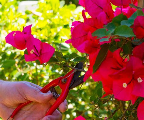 How To Prune Bougainvillea Expert Trimming Tips To