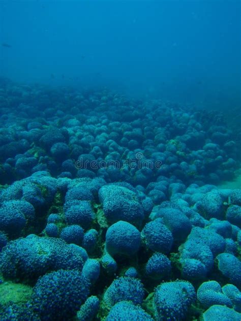 Blue Coral Reef Isolated Under Water Stock Photo Image Of Fish Reef