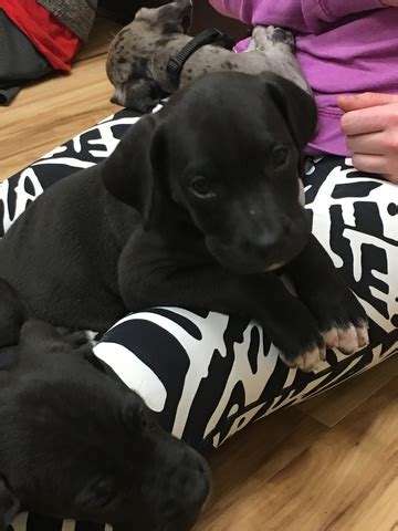 They are known to be devoted, responsive, and loving to their families. View Ad: Great Dane Puppy for Sale near Colorado, FORT ...