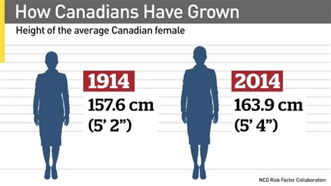 Average Woman Height