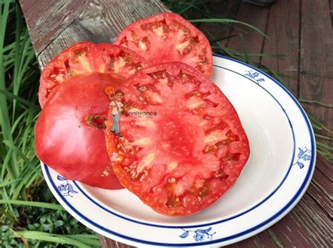 Polish Tomato Renaissance Farms Heirloom Tomato Seeds