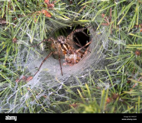 Funnel Web Grass Spider Hi Res Stock Photography And Images Alamy