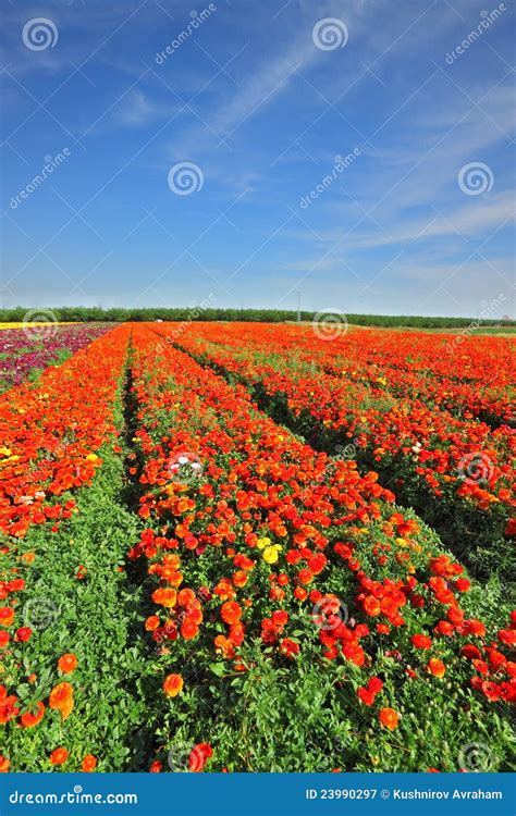Vast Fields Of Bright Flowers Ranunculus Stock Image Image Of Cloud
