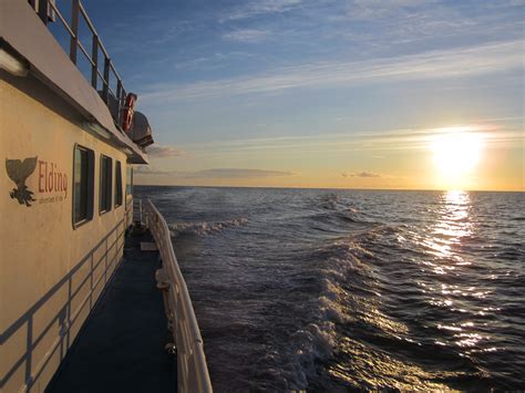 Evening Whale Watching With Midnight Sun Guide To Iceland