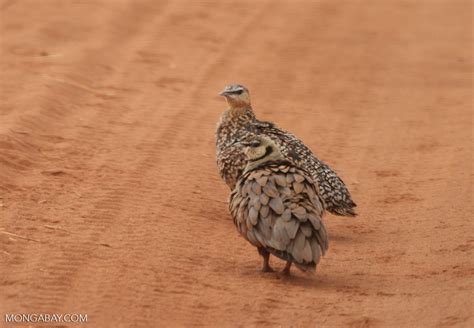 Yellow Throated Sandgrouse Pterocles Gutturalis