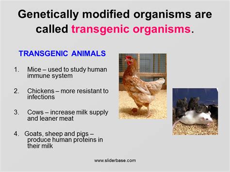 Trans = genic = organism = transgenic organisms are: Genetic Engineering 2 - Presentation Genetics