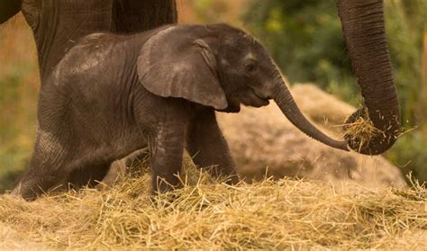 Cute Alert New Baby Elephant Welcomed At Disneys Animal