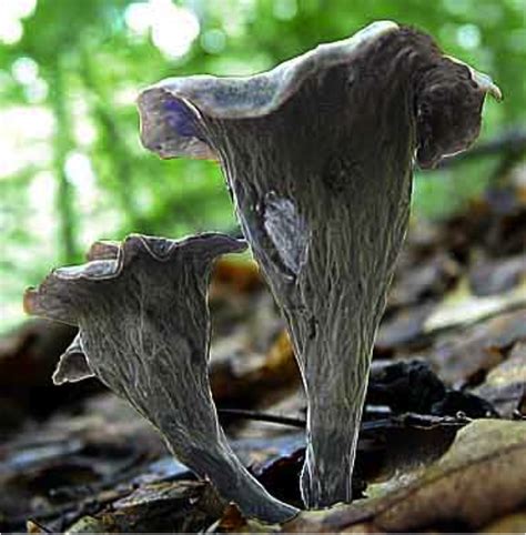 Dried Black Trumpet Mushrooms From France Forest Mushrooms