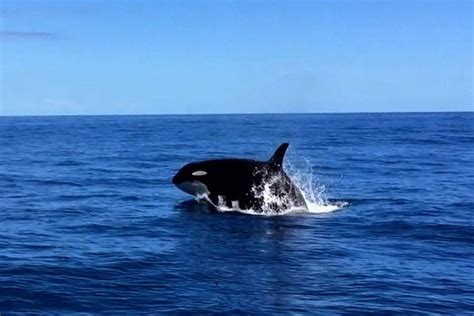 Killer Whales Filmed Circling Boat In Tropical Waters Off Nt Coast