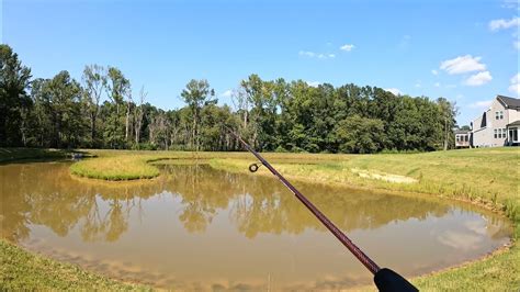 Shallow Neighborhood Pond Fishing Surprising YouTube