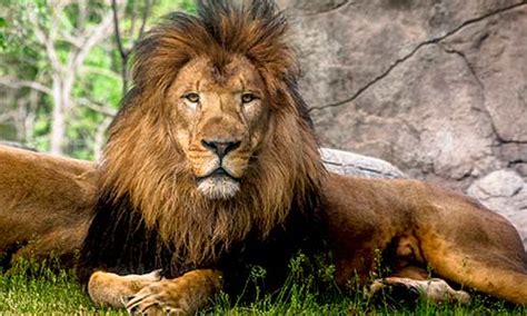 From middle english lyoun, lion, leon, borrowed from old french lion, from latin leō, (accusative: African Lion | Franklin Park Zoo