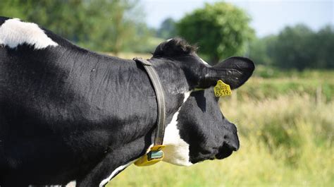 Free Images Koe Vertebrate Bovine Mammal Dairy Cow Snout Zebu