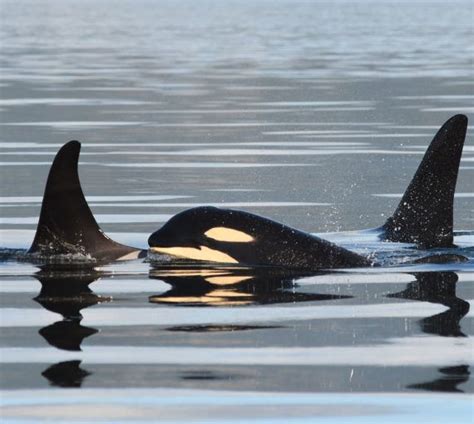 Orca And Salmon David Suzuki Foundation