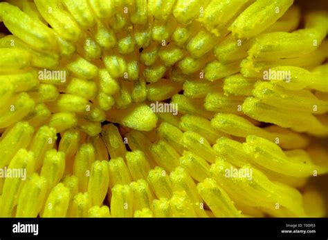 Dandelion Yellow Flower Pistil Ultra Macro Detail Close Up Microscope
