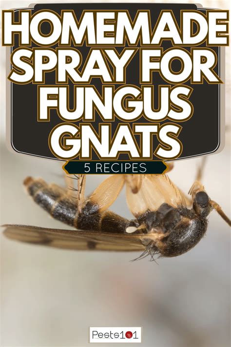 Homemade Spray For Fungus Gnats 5 Recipes