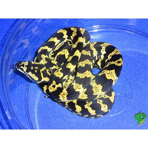 Jungle Carpet Python Babies Strictly Reptiles