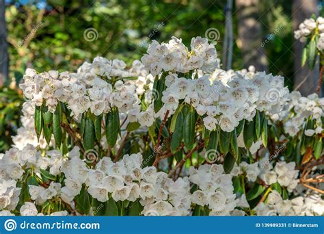 La sua altezza massima è di 12 metri e la differenza è quasi la stessa altezza. Bello Arbusto Con I Fiori Bianchi Freschi Del Rododendro Immagine Stock - Immagine di pila ...