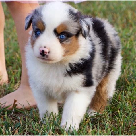 MINIATURE AUSTRALIAN SHEPHERD | MALE | ID:9119-LB – Central Park Puppies