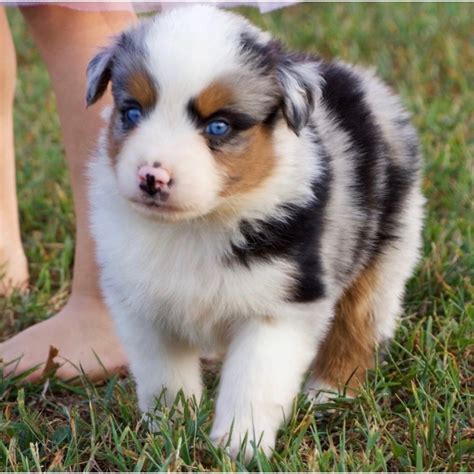 Miniature Australian Shepherd Puppies Nc Miniature Australian