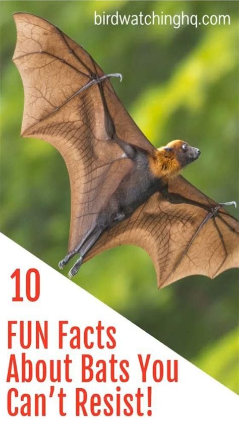 17 Fun Facts About Bats You Cant Resist 2023 Video Video Fun
