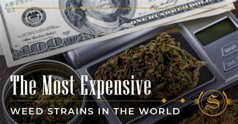 The Most Expensive Weed Strains In The World The Sanctuary