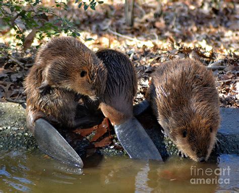 Three Little Beavers Photograph By Eva Thomas Fine Art America