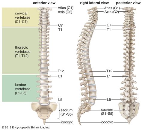 Human Anatomy Spine Vertebral Column Anatomy Chart Vintage Laminated