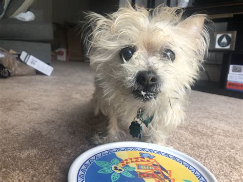 irving (1) - Heartland Animal Shelter