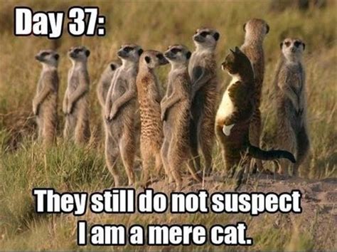 Funny Mere Cat Meerkat Pun Funny Animal Memes Funny Animal Jokes