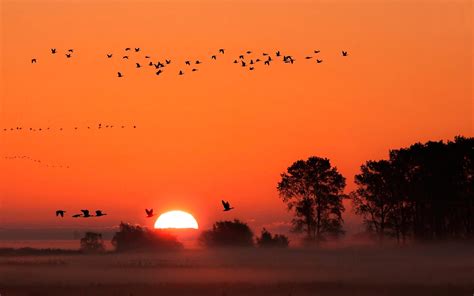 Red Sky Birds In Flight Trees Evaporation Fog Sunset Hd Desktop
